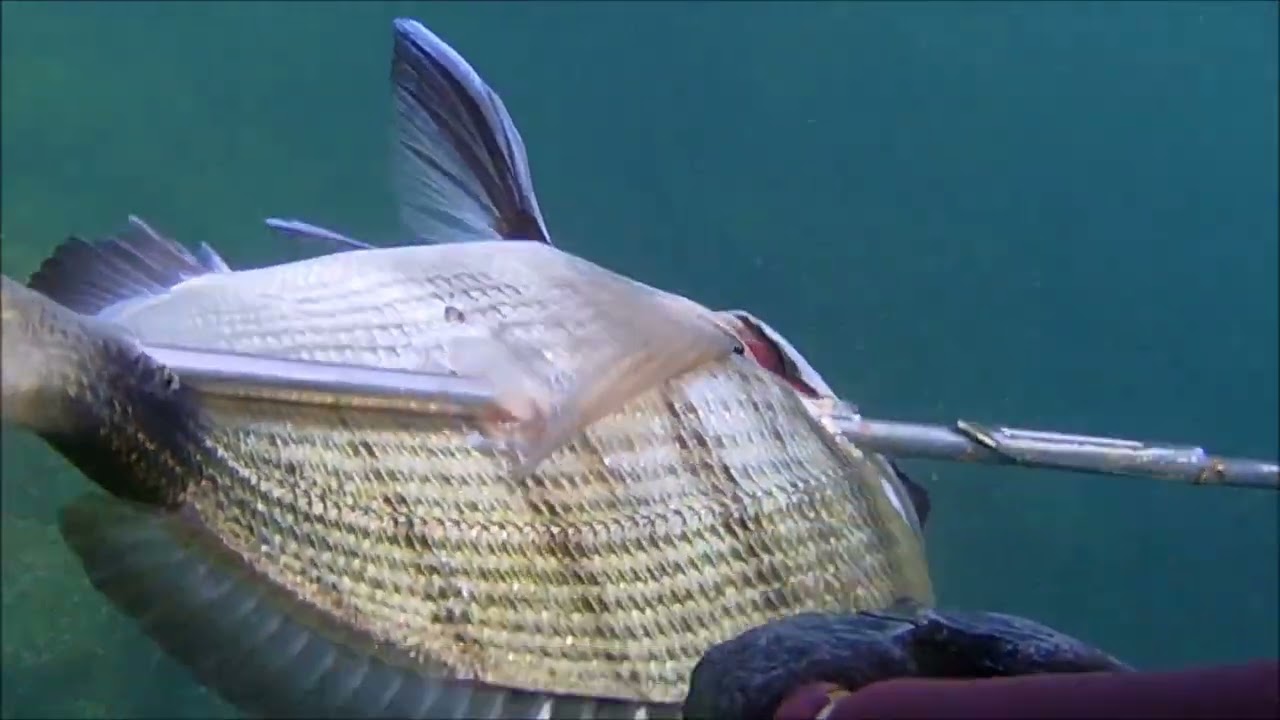 pesca sub dek 26/7/25 saraghi di  quercianella con mare mosso al limite mio
