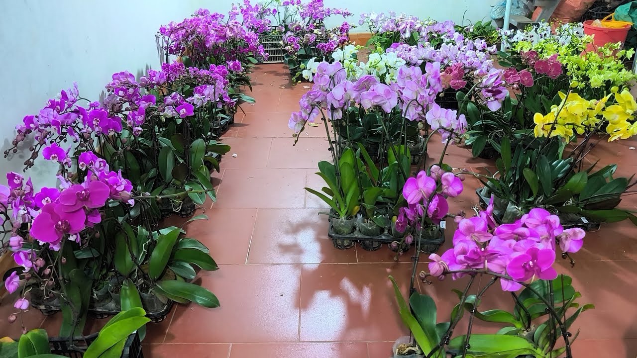 Siêu nhiều địa lan, hồ điệp rẻ hoa tết..0392598516