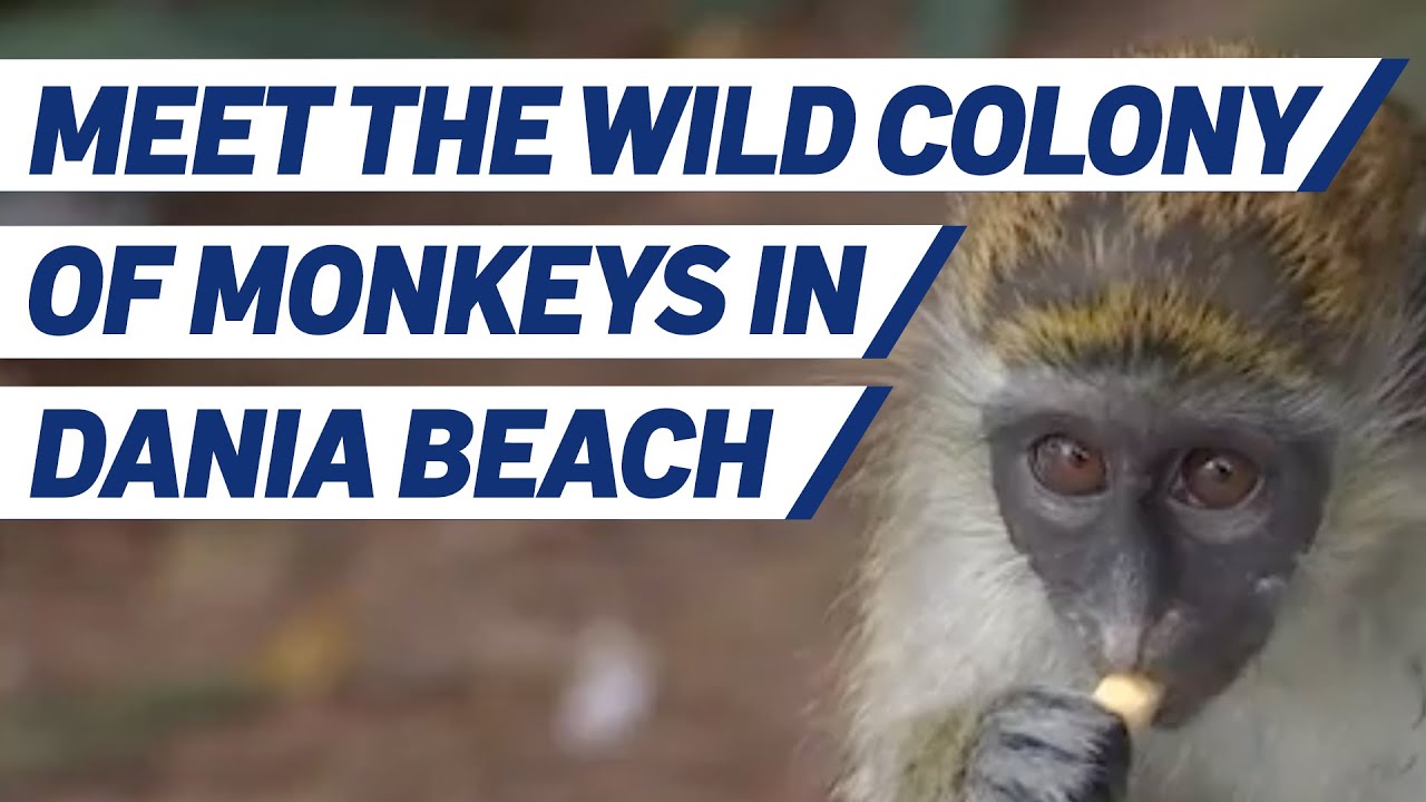 ‘Where Did You Guys Come From?': How Wild Monkeys Thrived in Dania Beach for Decades