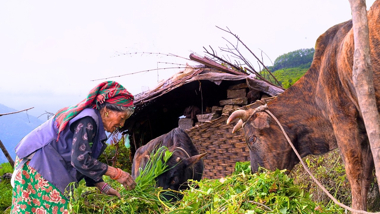 Living Alone 5 hours From Civilization | Grandma Rammali's Mountain Life in Nepal