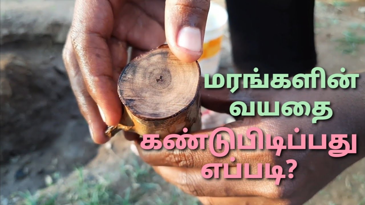 How age of the tree is calculated? Explained in Tamil.