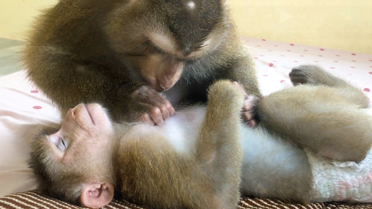 Jason Patiently Grooming Gentle Care Jessa To Sleep Well Like Princess