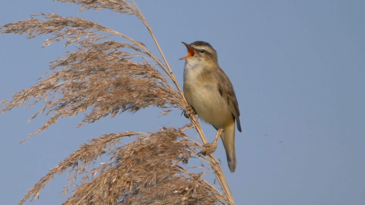 Sedge Warbler Birdsong