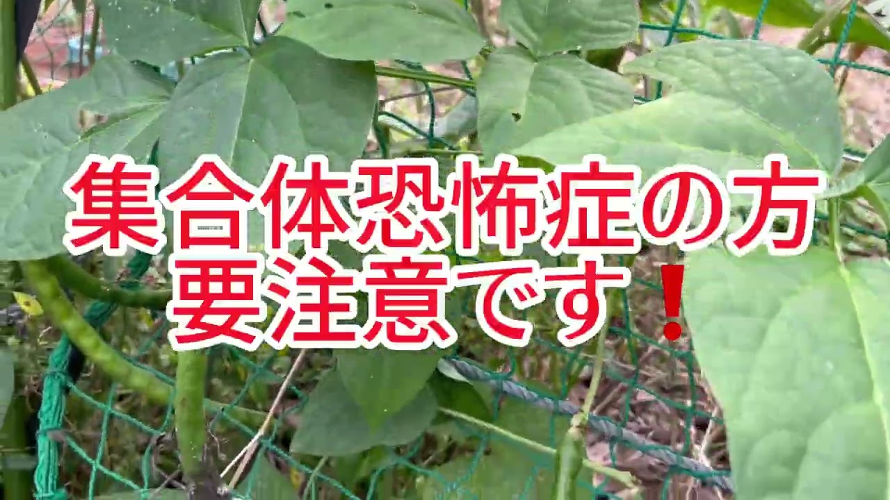 ヘチマのかくれんぼ