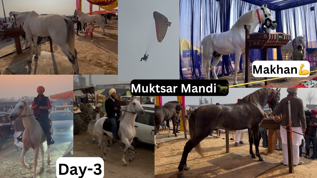 Muktsar Horse Mandi🐎Day-3//Mandi ch dita  geda✅