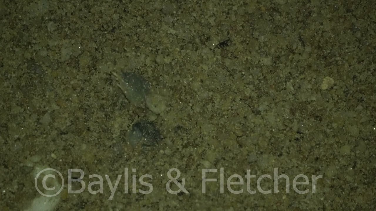 Southern River Terrapin hatchling emerges, Malaysia. 20220510_210521.uhd