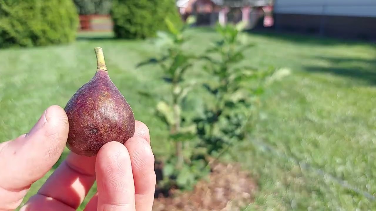St Rita fig first year