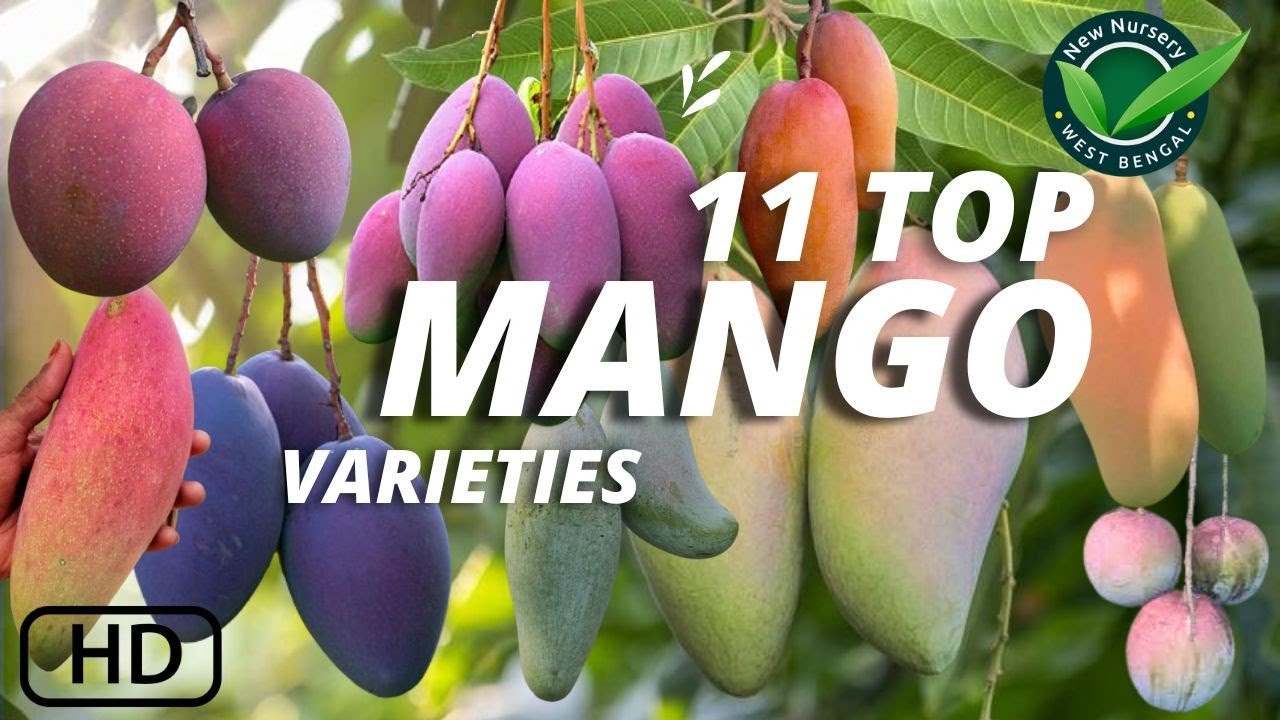 Top 11 Mango Varieties in New Nursery | नई नर्सरी में शीर्ष 11 आम की किस्में Top mango Varity india