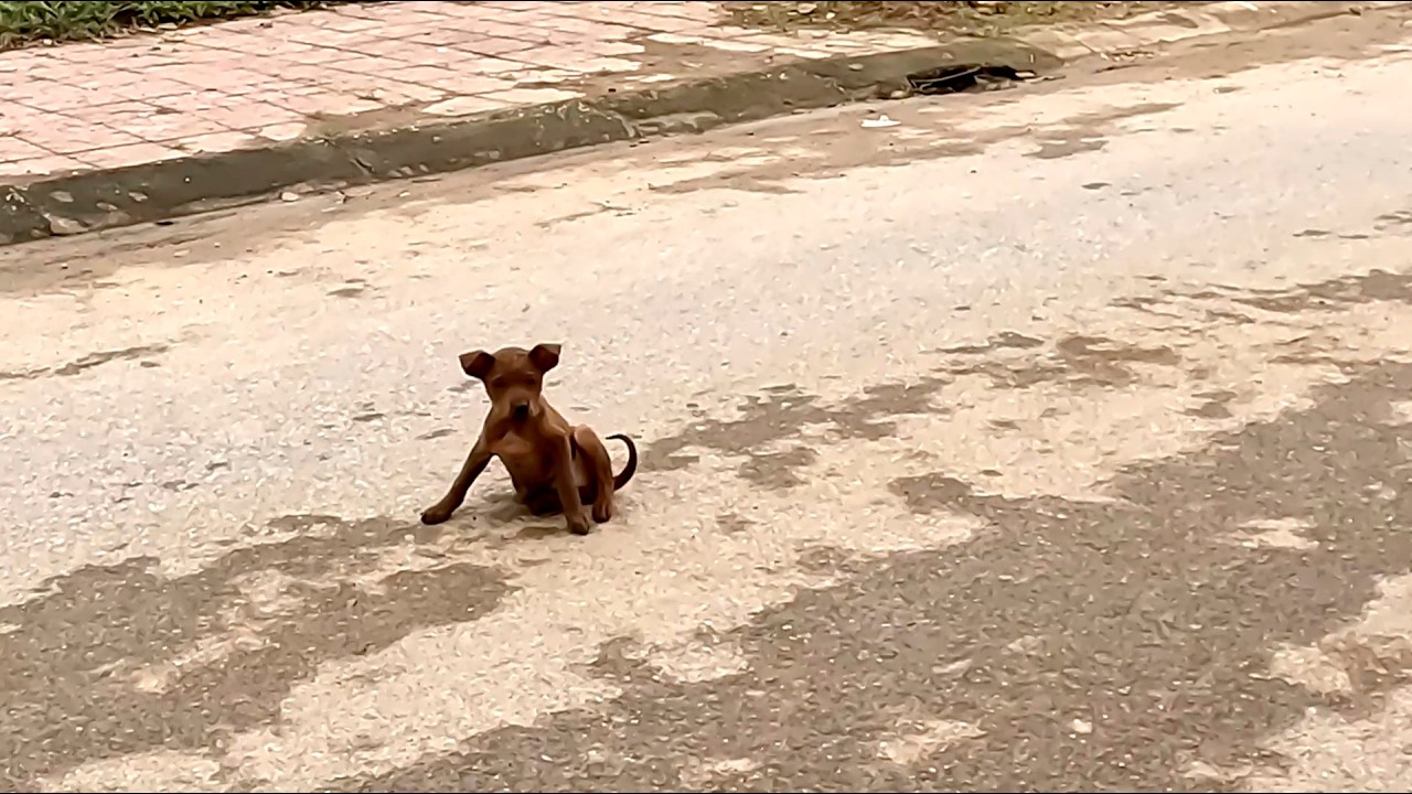 This puppy cried tears of happiness he found a real home