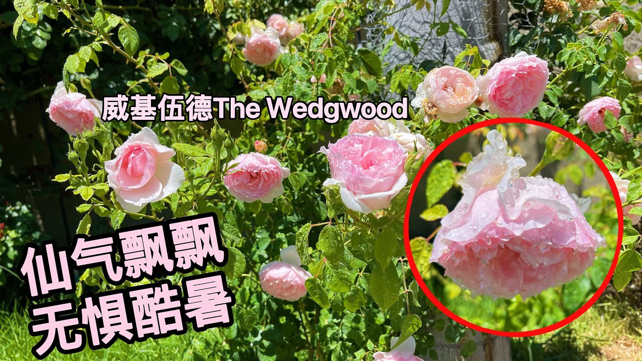 介绍一款复花好的藤本月季，奥斯丁的威基伍德！更多品种去我播放列表寻找哦！园艺篇481