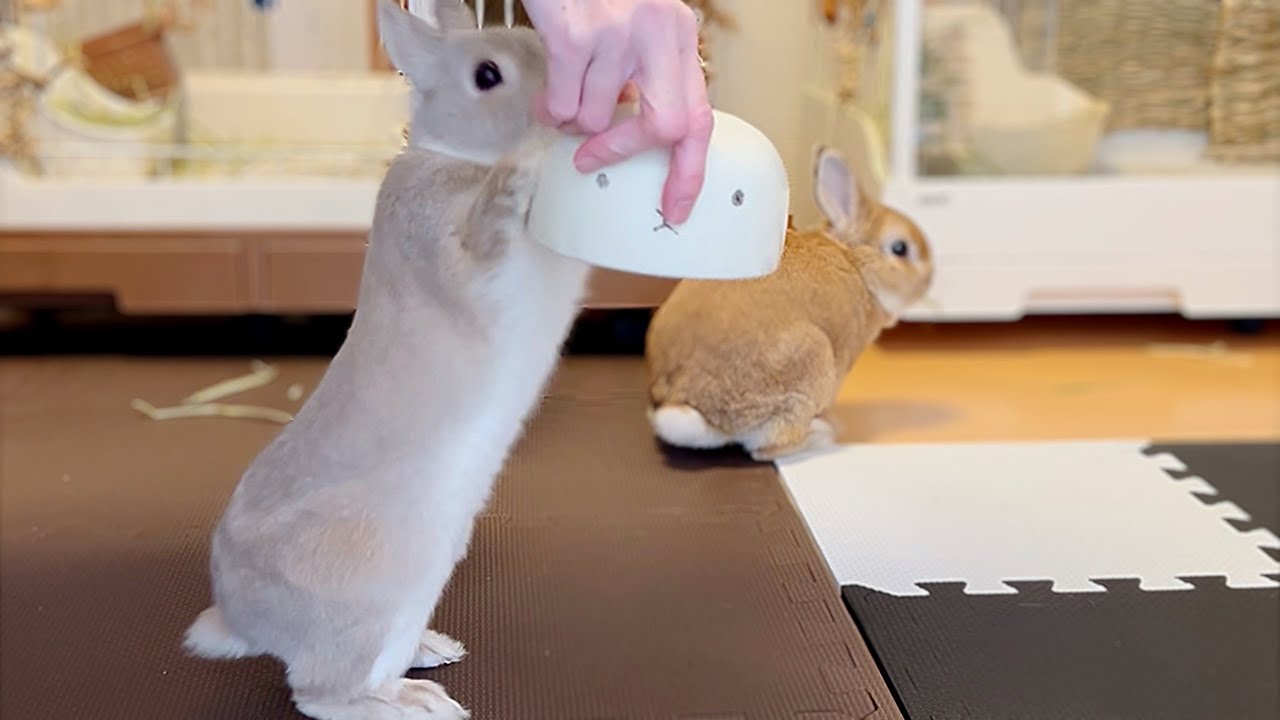 うさぎさんのお泊まり会。2日目夕食。うさぎの教育。11歳と2歳のオスうさぎ。〜64回目の対面（2025.3.29）