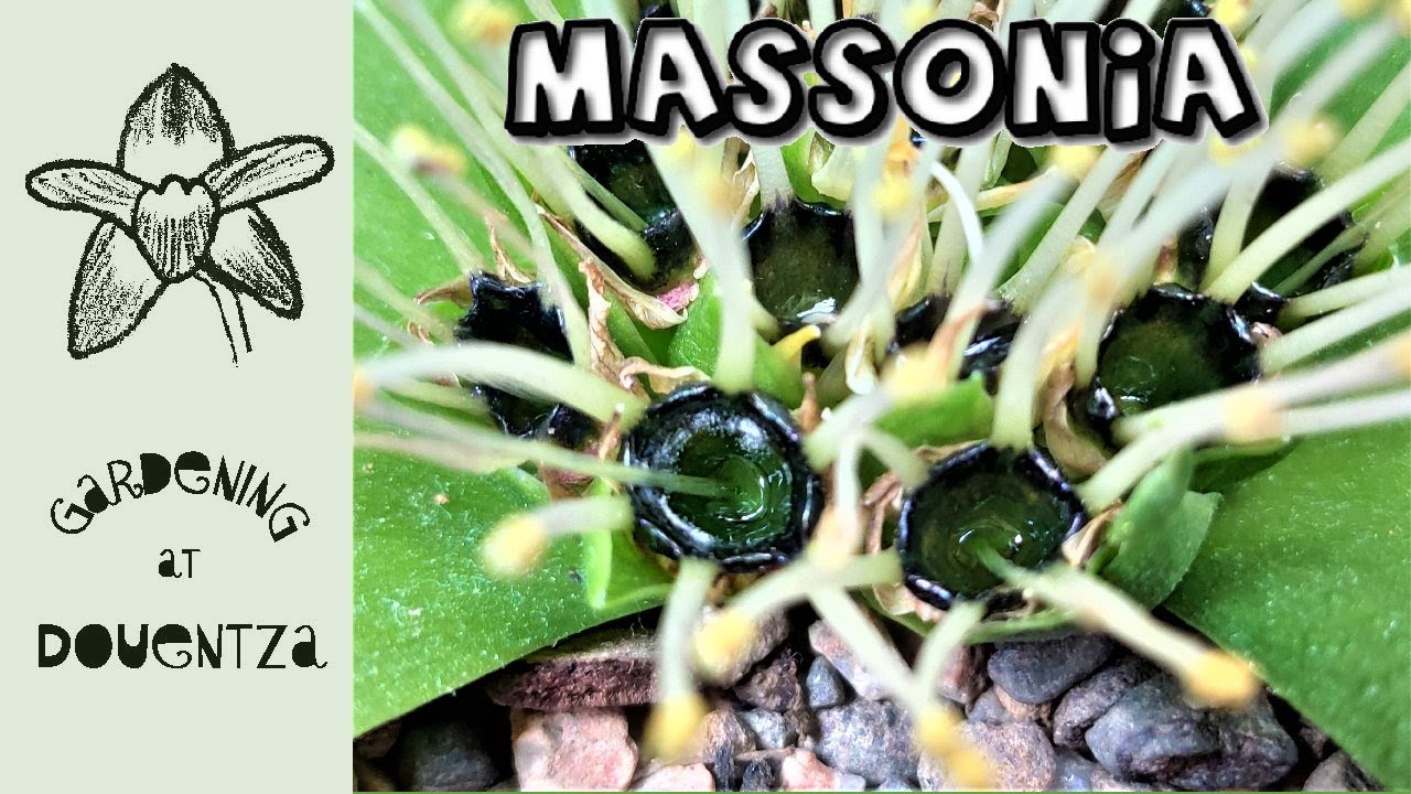 All About Massonia || Nectar Pools & the Bizarre