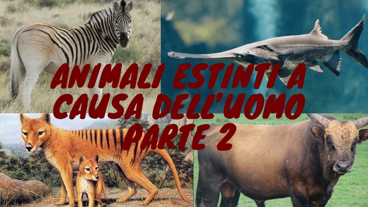Animali estinti a causa dell'uomo parte 2