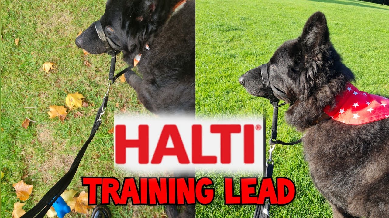 Halti Training Lead Review | German Shepherd