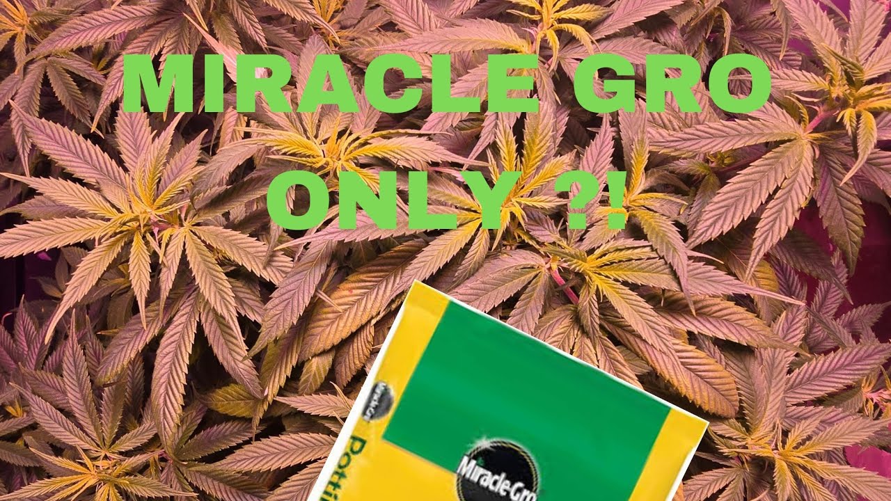 CAN You Grow Auto Flowers in Miracle Gro?!