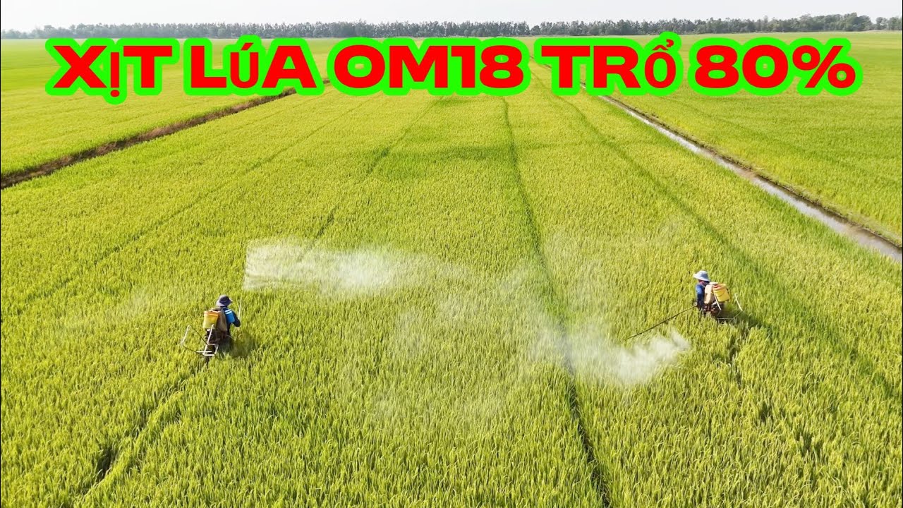 Xịt lúa OM18 trổ 80% , tiền công 12 ngàn 1 bình máy