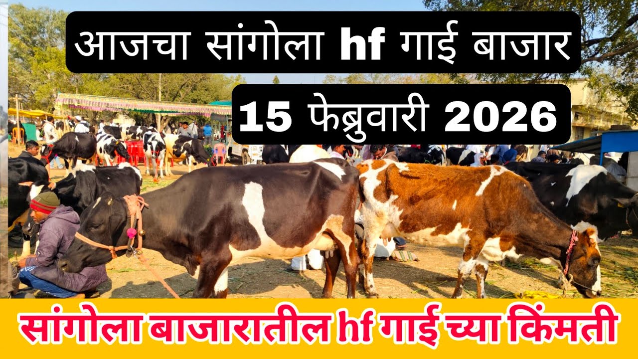 आजचा सांगोला hf गाई बाजार 15 फेब्रुवारी 2026 #cow_market_in_maharastra #sangola_bazar #hf_cow #dairy