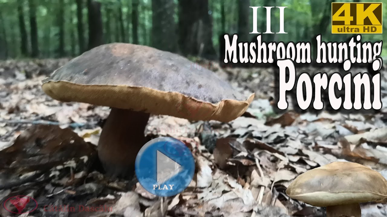 Mushroom hunting porcini, penny bun, cep (3) - 2020 Ultra Hd UHD 4K video