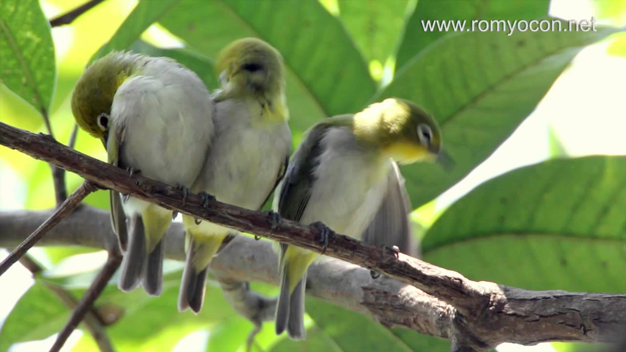 Preening Lowland White-eyes (Zosterops meyeni)