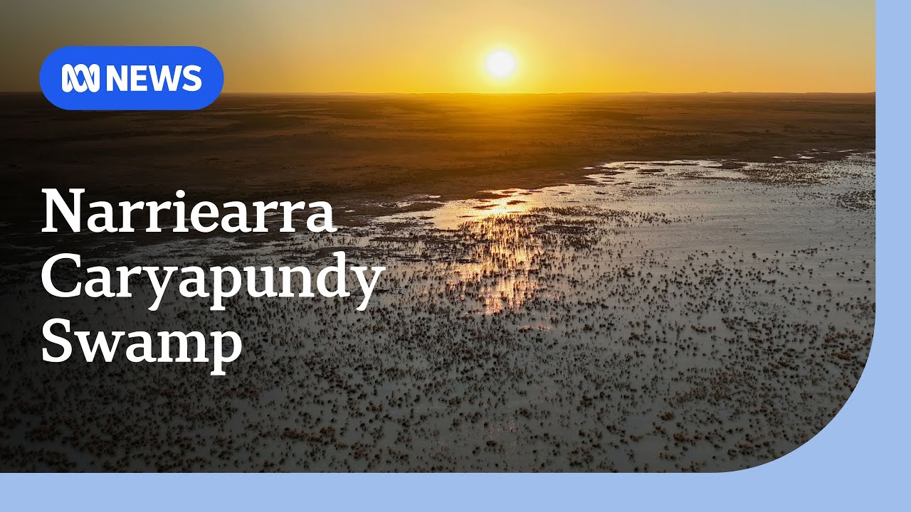 Floodwaters from Queensland turn remote NSW desert into an oasis | ABC NEWS
