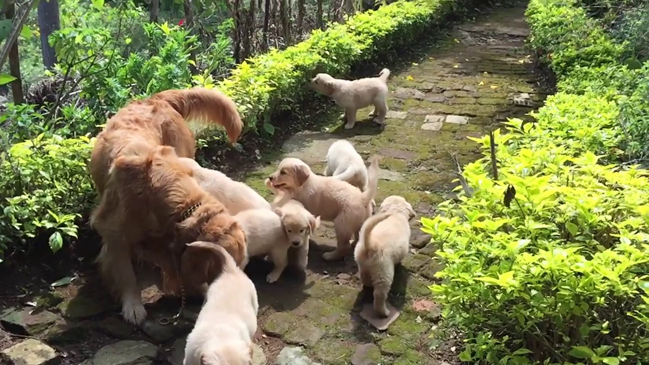 Golden Retriever puppies available in Coimbatore  Call 9894398777 for more details