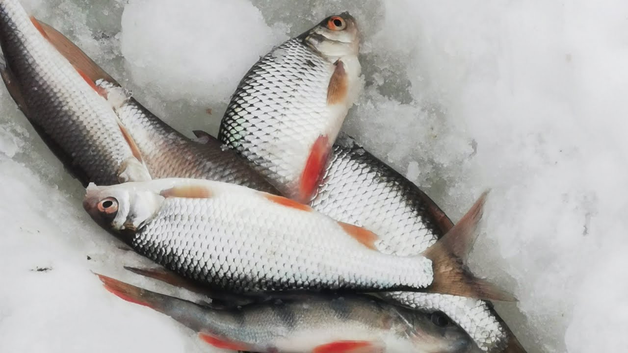 Lily на рыбалке 🐟