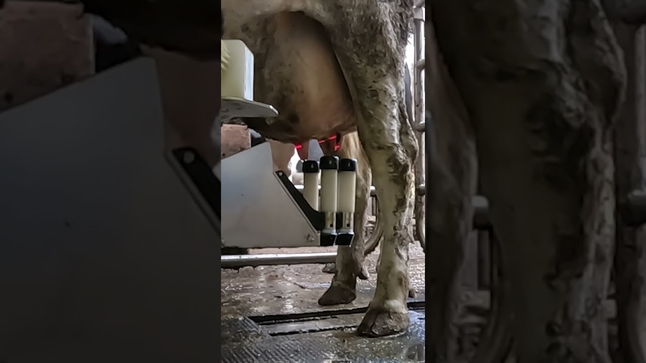 Robotic milking fullwood JOZ merlin M2 #shorts