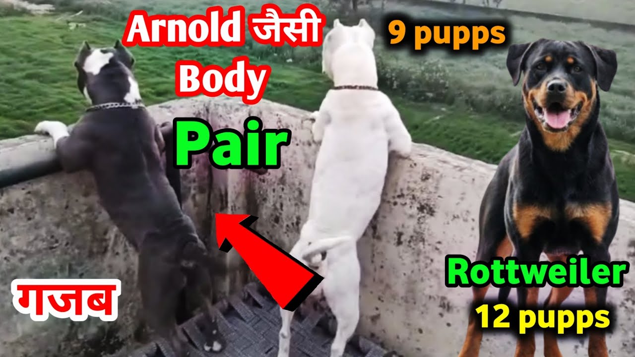 ARNOLD जैसी body वाले American bully | adult American bully | Adult Rottweiler Female for sale