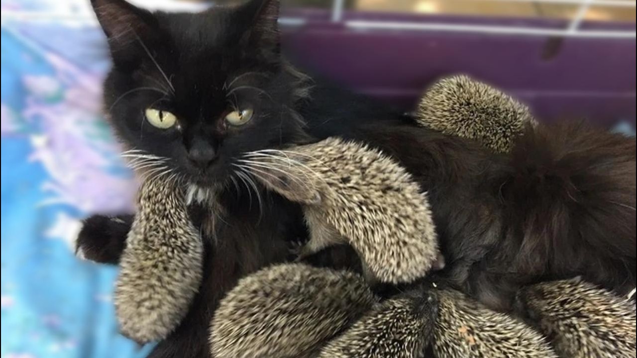Cat adopts 8 baby hedgehogs and raises them as her own!