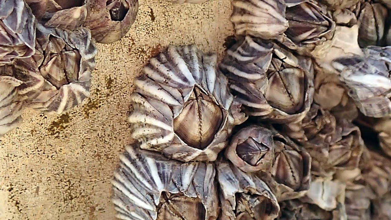 シロスジフジツボ Fistulobalanus albicostatus【浦安水辺の生き物図鑑】