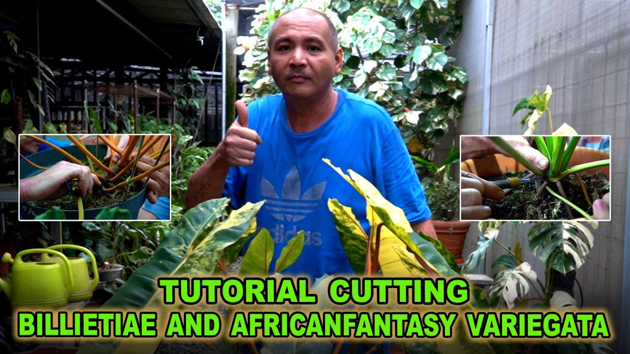 Tutorial Cutting Philodendron Billietiae and Thaumatophyllum Africanfantasy Variegata # Episode 31