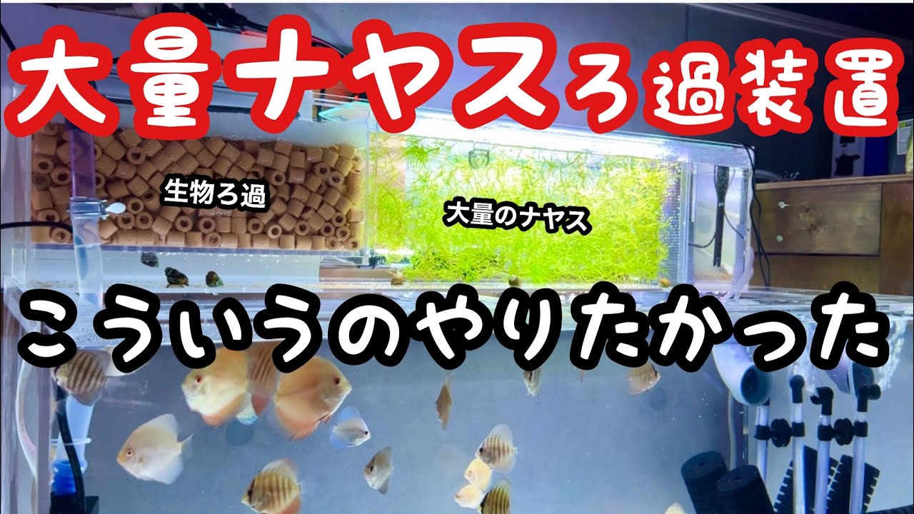 大量のナヤスを入れた濾過装置でディスカス30匹を飼います【アクアリウムDIY】