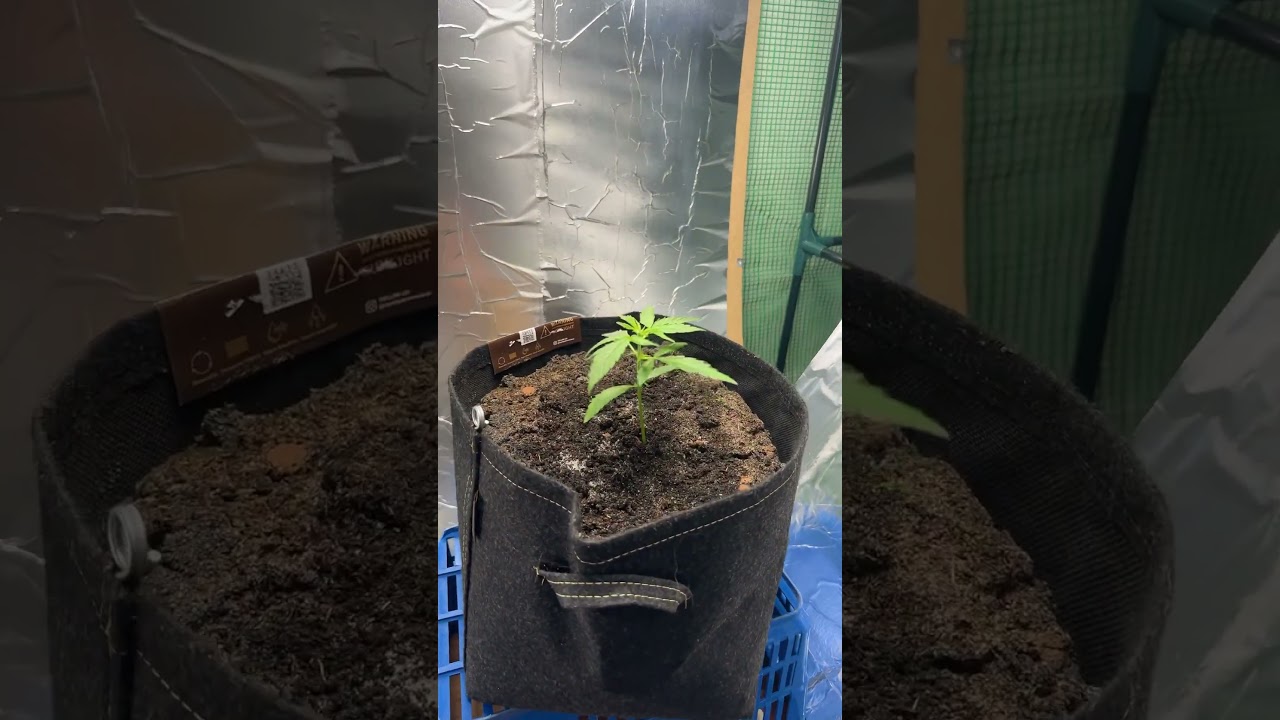 Royal Queen Seeds Triple G strain in 200&euro; self-made tent. All inclusive. (Tent, light,soil,seeds,..)