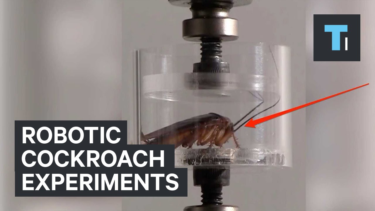 Robotic cockroach experiments