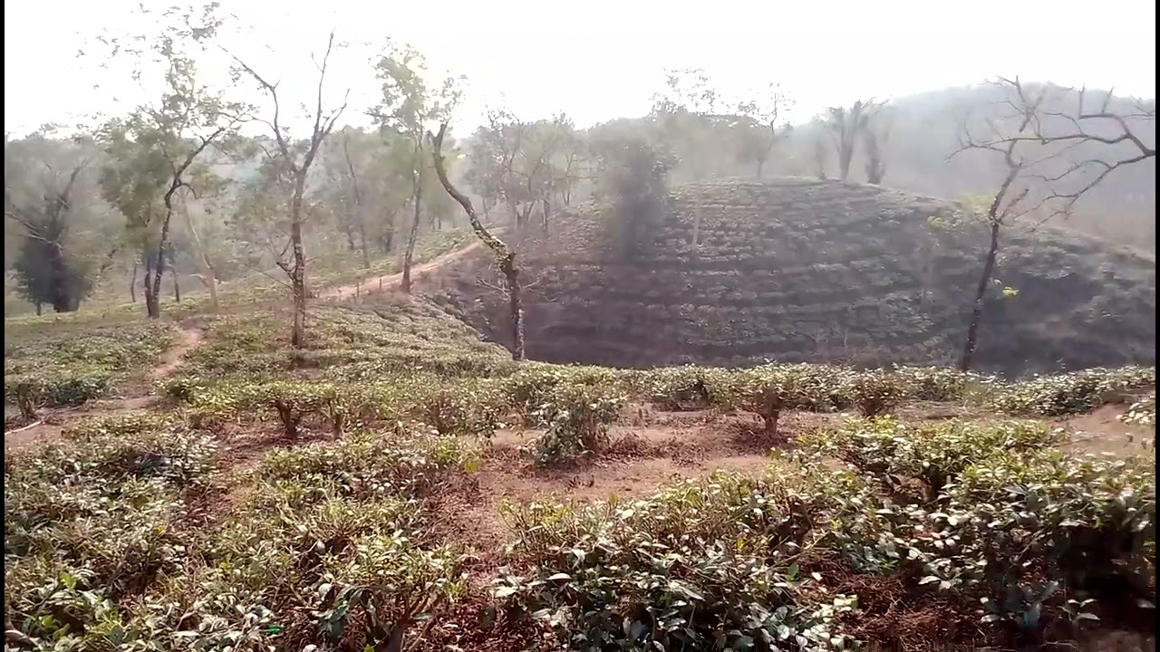 Ranibari tea garden view
