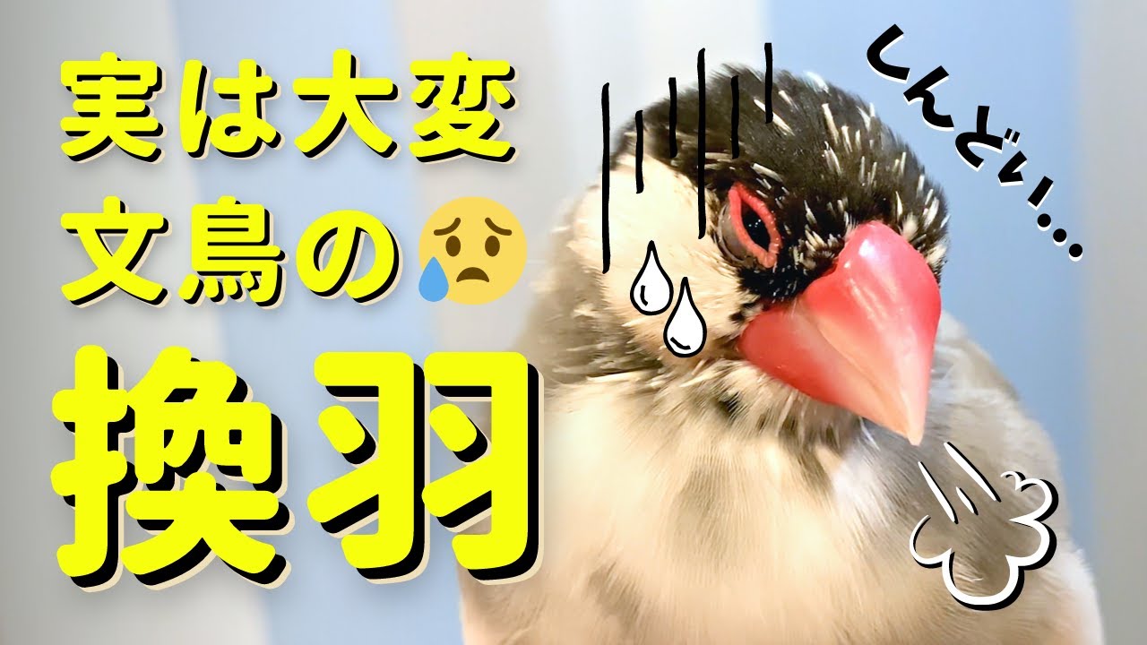 【文鳥の換羽】38日間の劇的変化と知っておくべき知識まとめ Java sparrow