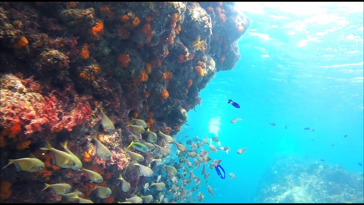 魚影半端ないヒリゾ浜でシュノーケリングしてみた HD[4K]
