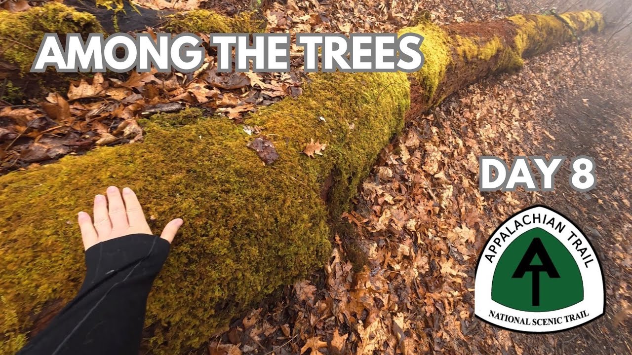 Day 8 - Appalachian Trail - Among Trees 