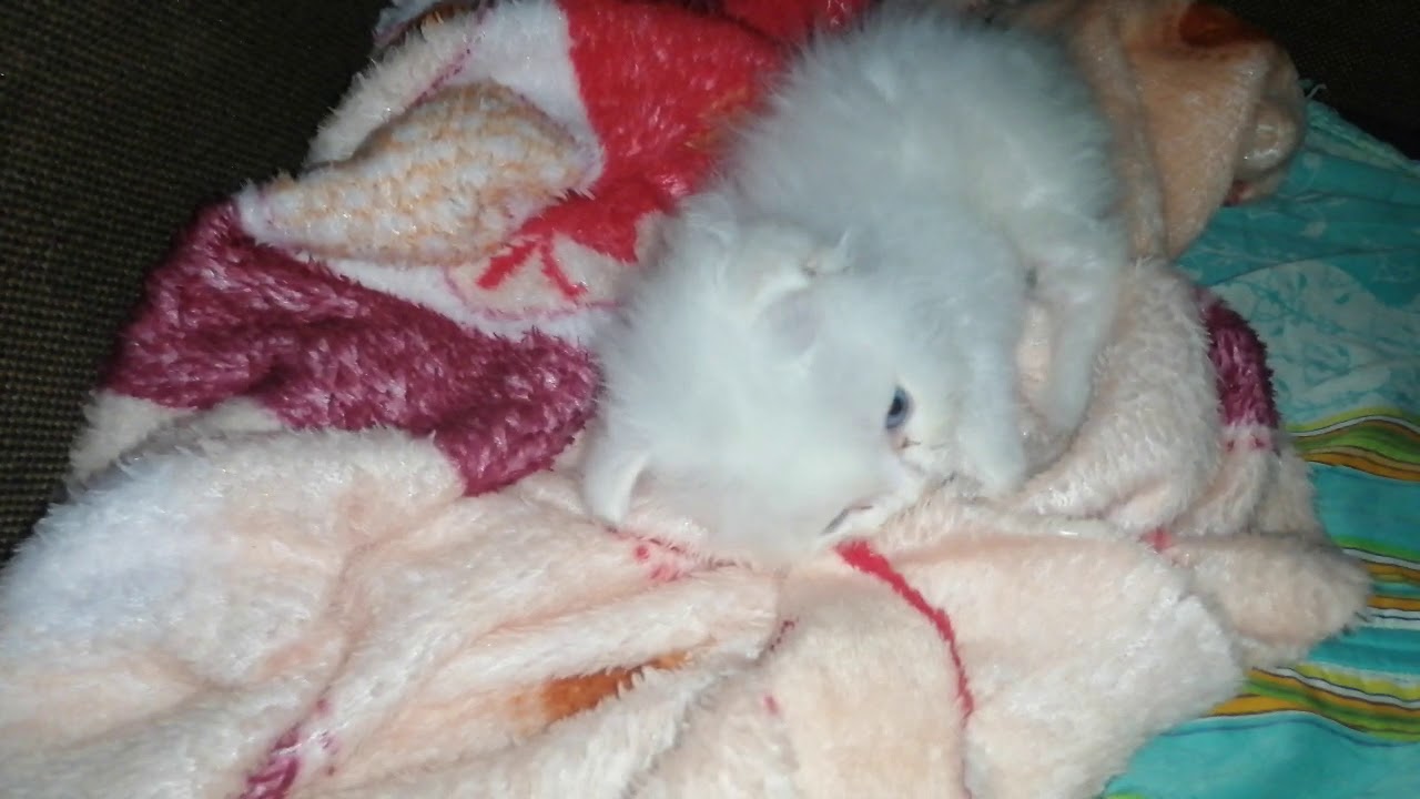 my cute baby simba