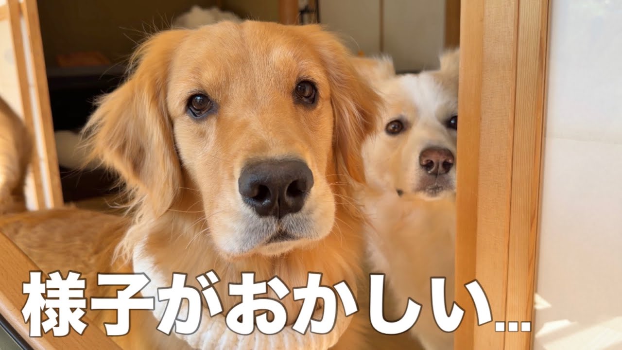 ママと離れて暮らしたら、愛犬の様子がおかしいので緊急で帰ることになりました...【ゴールデンレトリバー・ボーダーコリー】