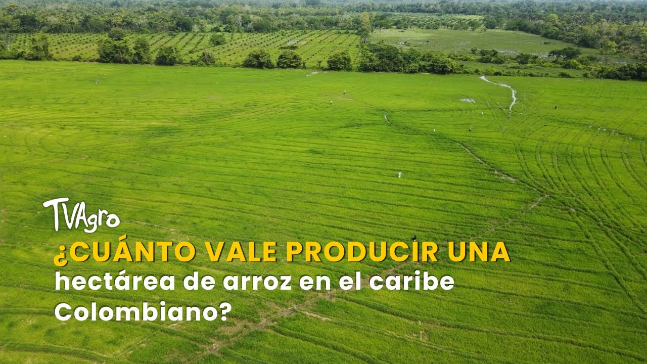 ¿Cuánto vale producir una hectárea de arroz en el caribe Colombiano? - TvAgro por Juan Gonzalo Angel