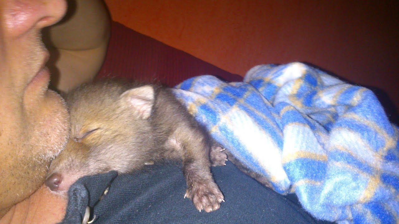 Fox cub