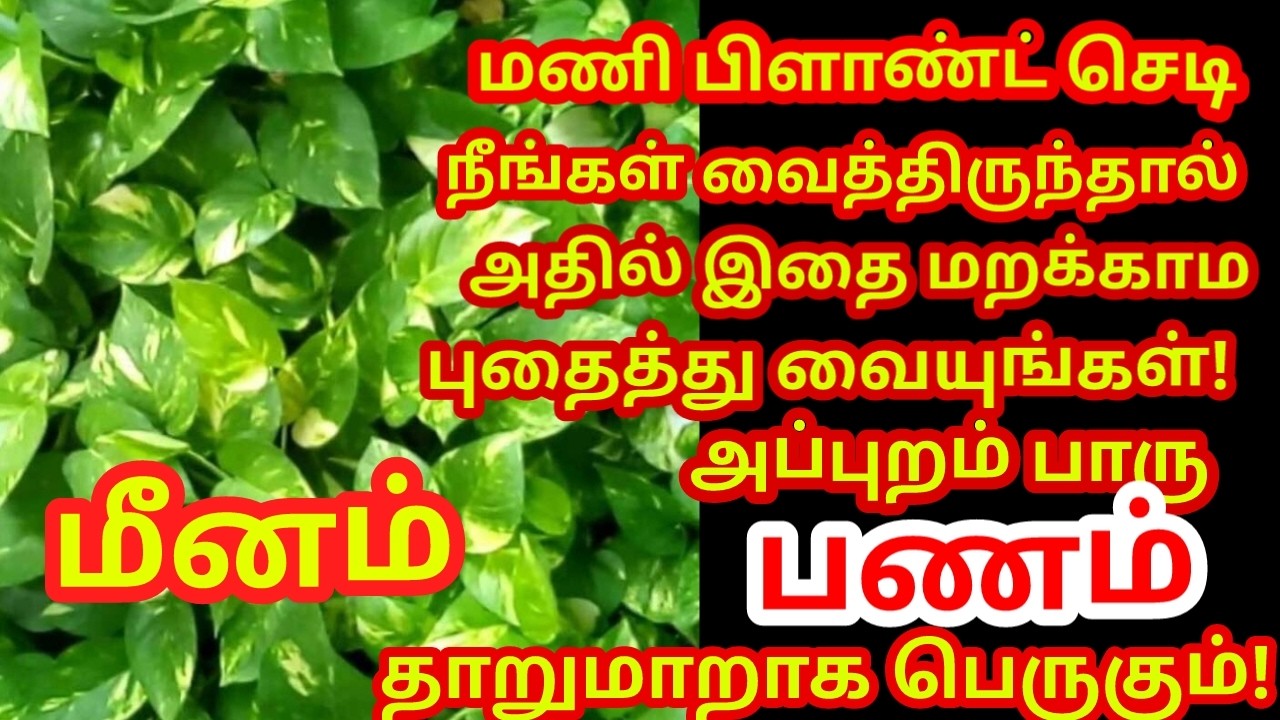 மணி பிளான்ட் செடியில் இதை புதைத்து வையுங்கள் பணம் நன்றாக பெருகி கடன் அடையும்|#money |#meenam rasi
