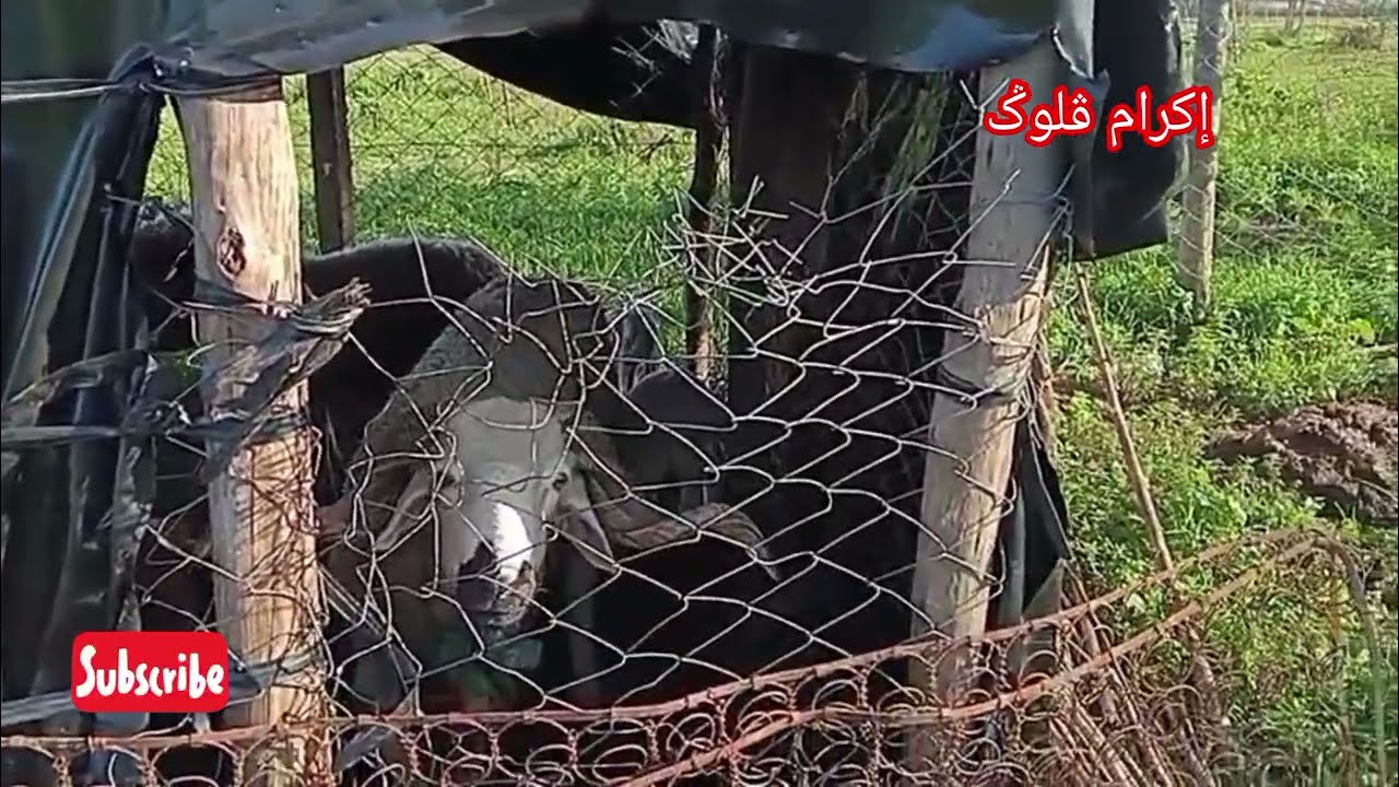 لااله الا الله كليمة عظيمة من اجمل الانشودات
