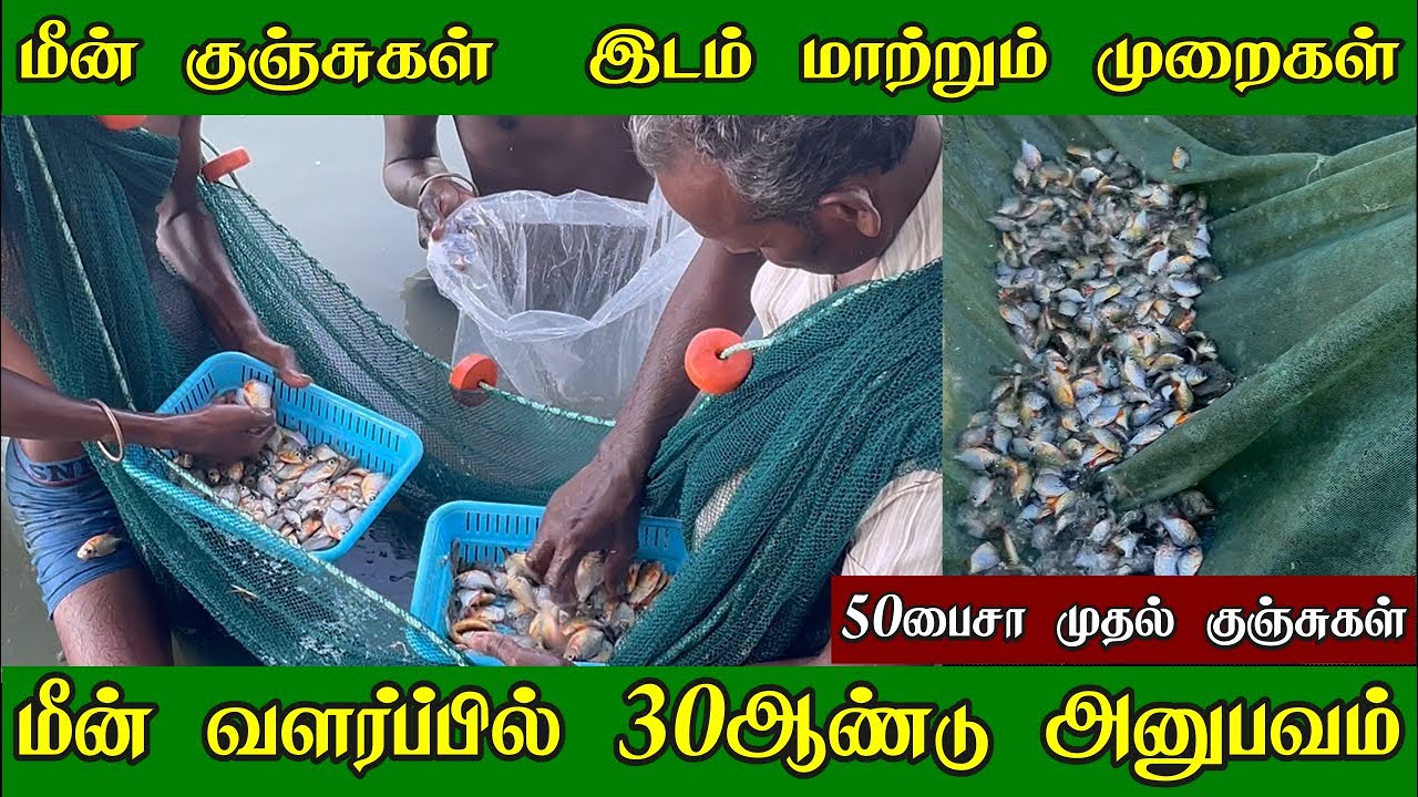 மீன் குஞ்சுகள் 🐟 டெலிவரி செய்யும் முறைகள் | 50பைசா முதல் குஞ்சுகள்| Fish Farm 🐟 | Meen Pannai