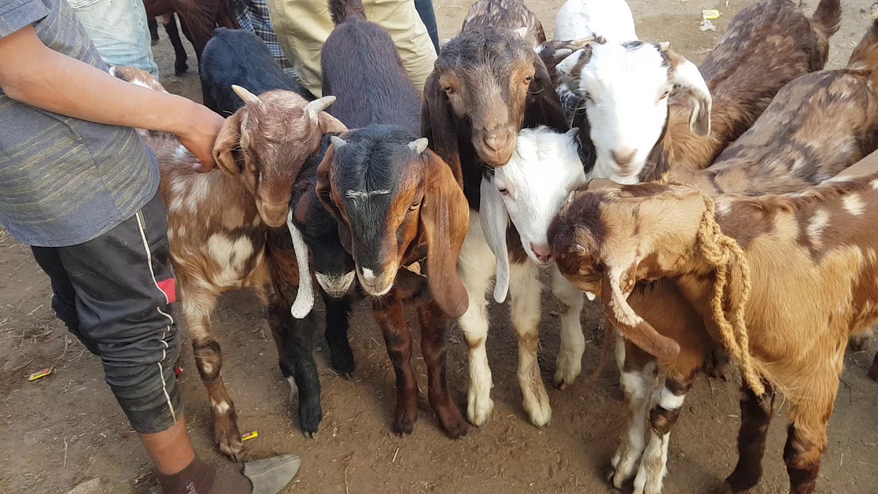 Ajmer Bakra Mandi Rajasthan