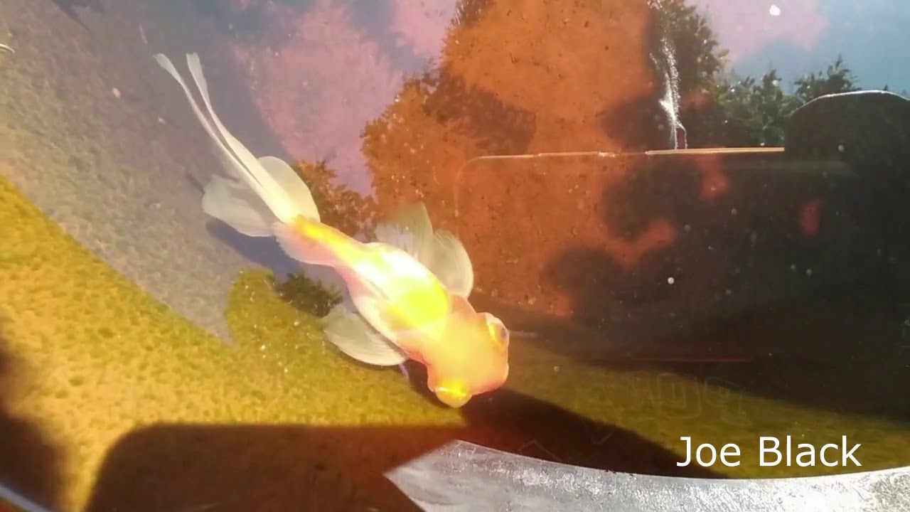 Mini estanque de 200 litros de peces golfish