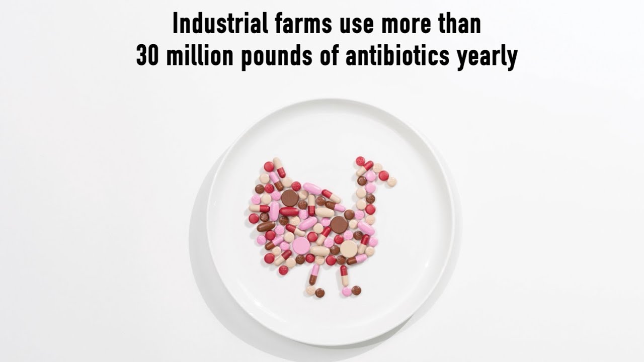 Applegate Turkey: No Antibiotics Ever