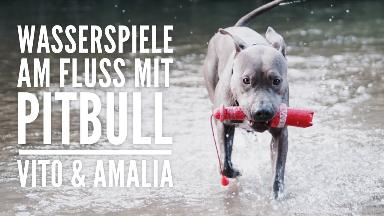 Wasserspiele am Fluss mit Pitbull Vito & Amalia - Hundeerziehung By Vitomalia