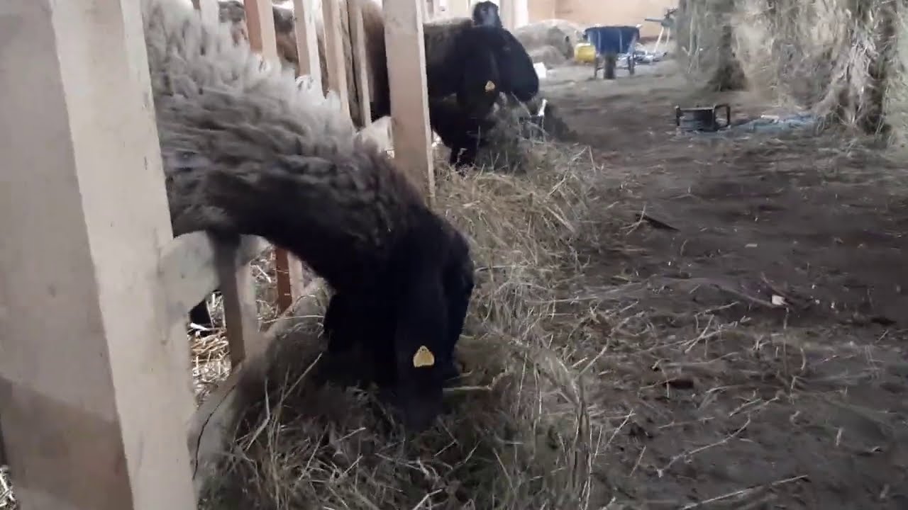 Pustili smo ovce u novu stalu